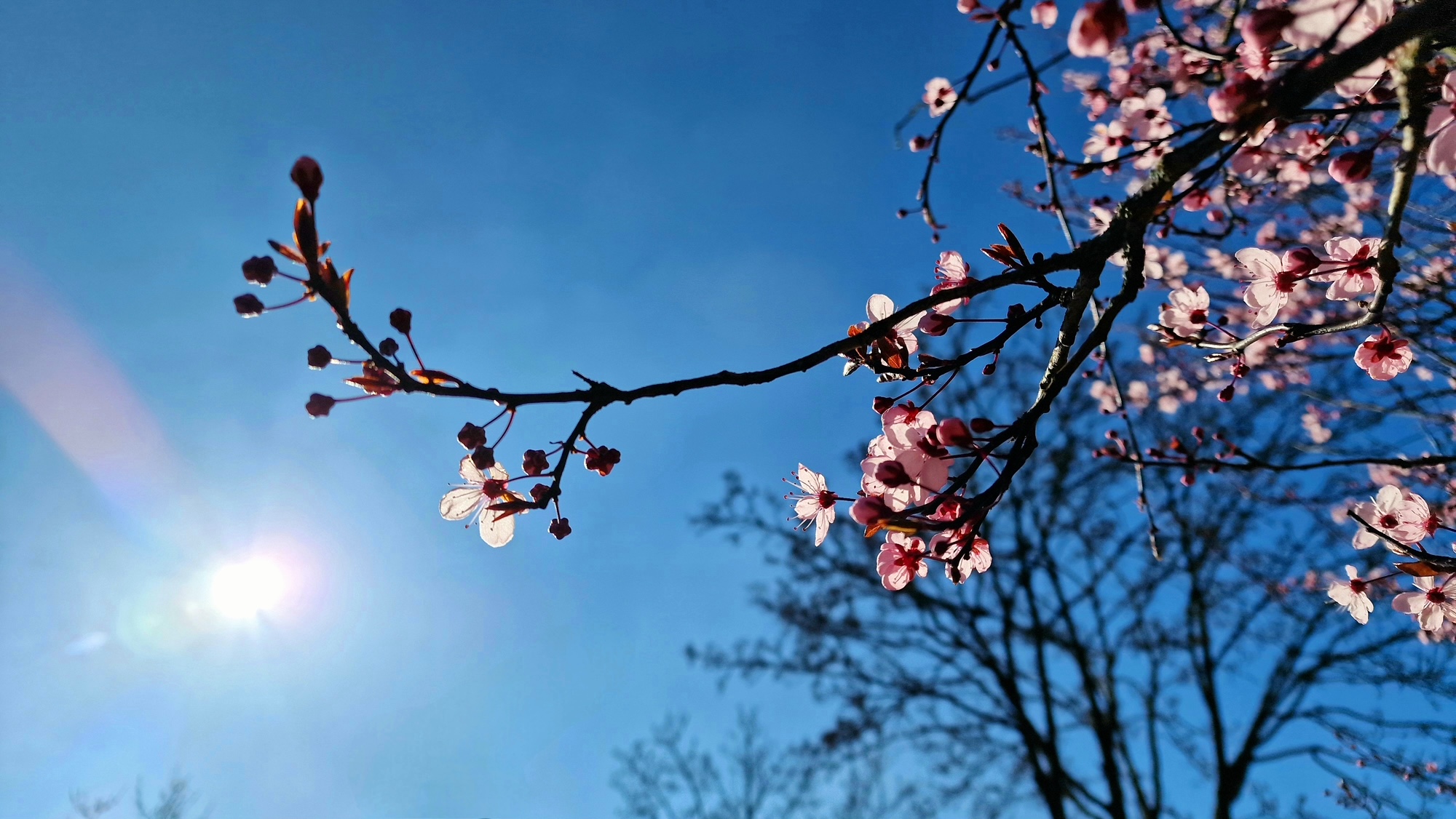Zen.nl, Zen, meditatie, leren mediteren, foto
